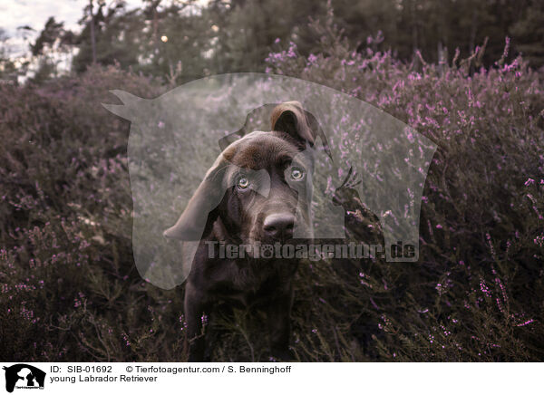 young Labrador Retriever / SIB-01692