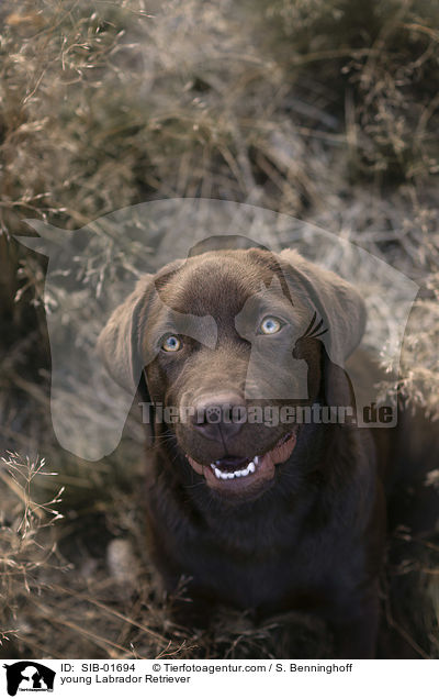 young Labrador Retriever / SIB-01694