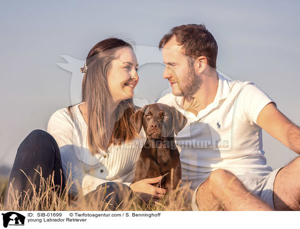 young Labrador Retriever / SIB-01699