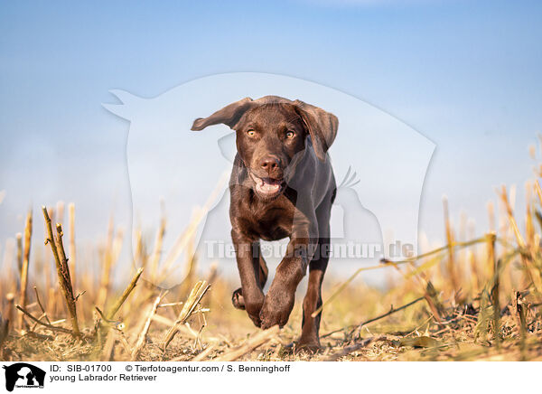young Labrador Retriever / SIB-01700
