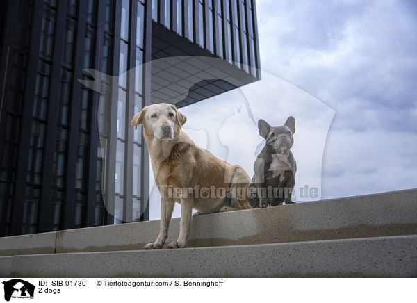 2 Hunde / 2 dogs / SIB-01730