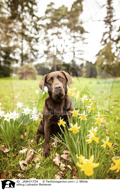 sitting Labrador Retriever / JAM-01754