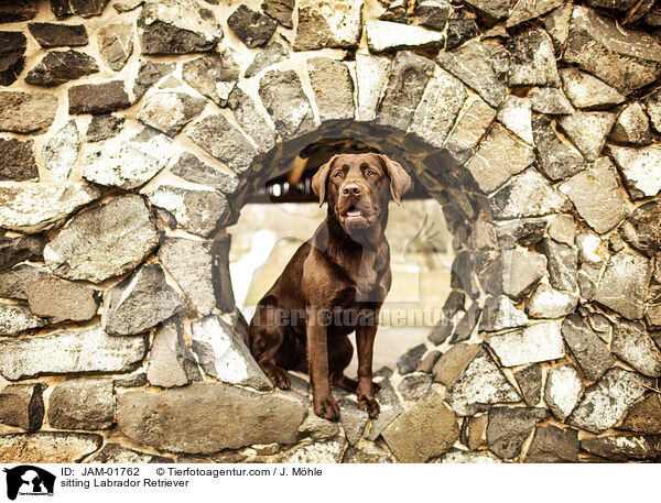 sitting Labrador Retriever / JAM-01762