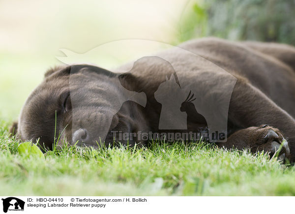 schlafender Labrador Retriever Welpe / sleeping Labrador Retriever puppy / HBO-04410