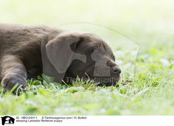 sleeping Labrador Retriever puppy / HBO-04411