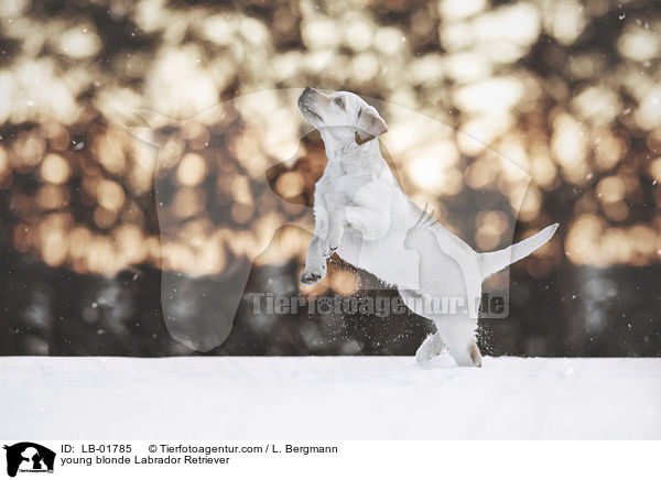 junger blonder Labrador Retriever / young blonde Labrador Retriever / LB-01785