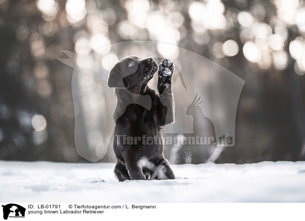 young brown Labrador Retriever / LB-01791