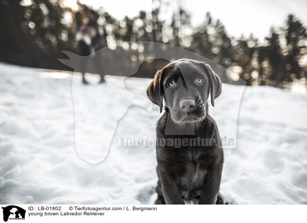 young brown Labrador Retriever / LB-01802