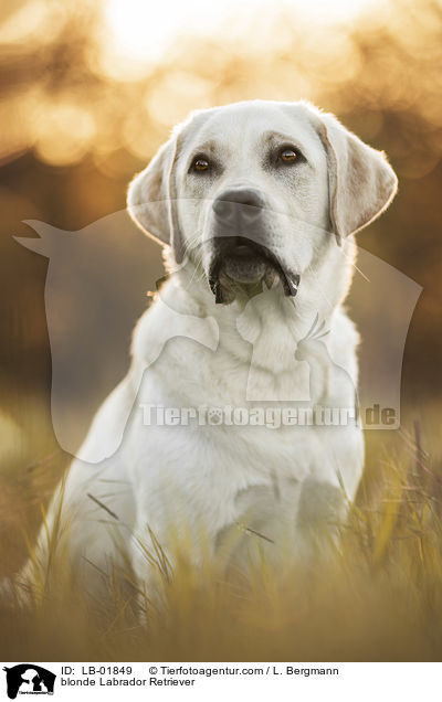 blonder Labrador Retriever / blonde Labrador Retriever / LB-01849