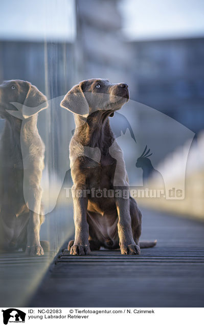 young Labrador Retriever / NC-02083