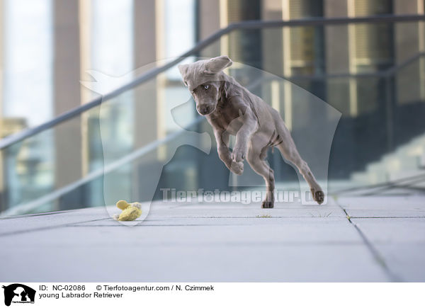 young Labrador Retriever / NC-02086