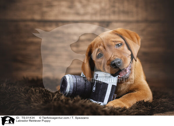 Labrador Retriever Welpe / Labrador Retriever Puppy / TS-01434