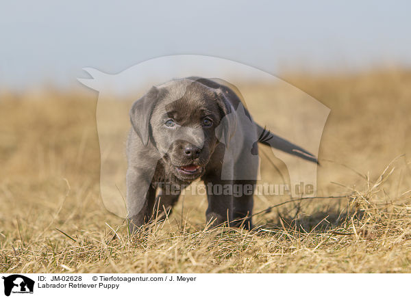 Labrador Retriever Puppy / JM-02628