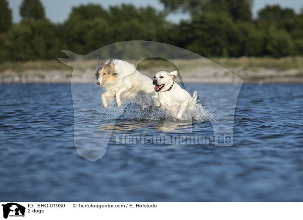 2 dogs / EHO-01930