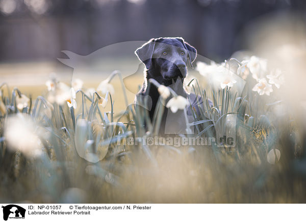 Labrador Retriever Portrait / Labrador Retriever Portrait / NP-01057