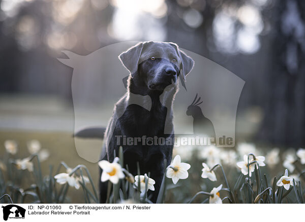 Labrador Retriever Portrait / Labrador Retriever Portrait / NP-01060