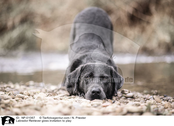 Labrador Retriever gives invitation to play / NP-01067