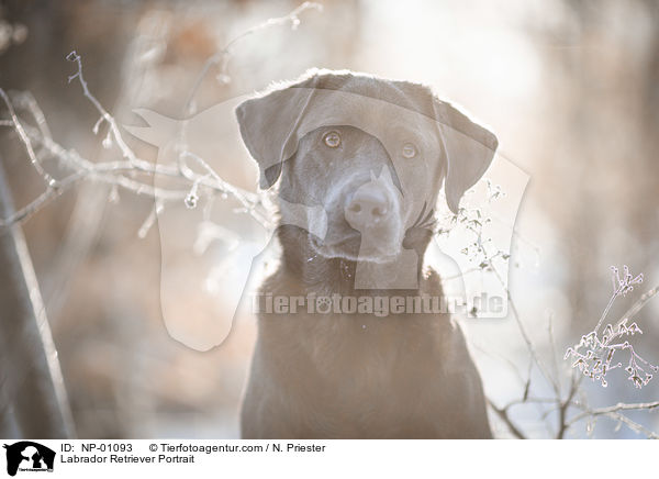 Labrador Retriever Portrait / Labrador Retriever Portrait / NP-01093