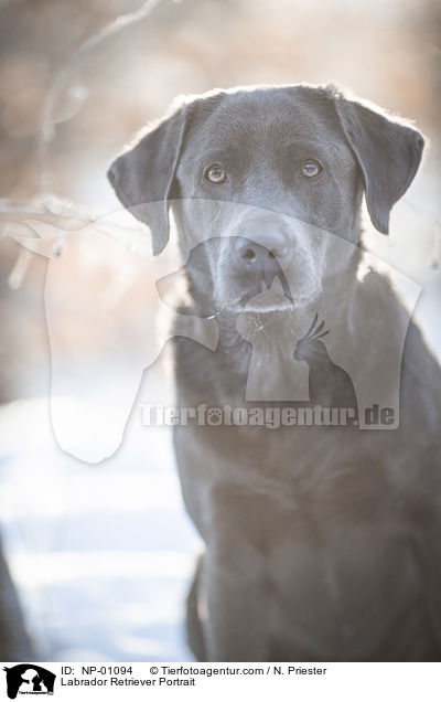 Labrador Retriever Portrait / Labrador Retriever Portrait / NP-01094