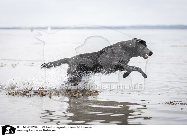 running Labrador Retriever / NP-01234