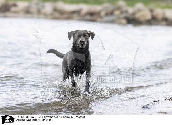 walking Labrador Retriever / NP-01252