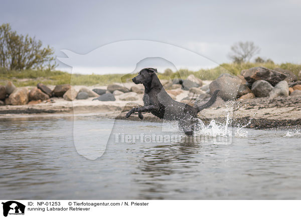 running Labrador Retriever / NP-01253
