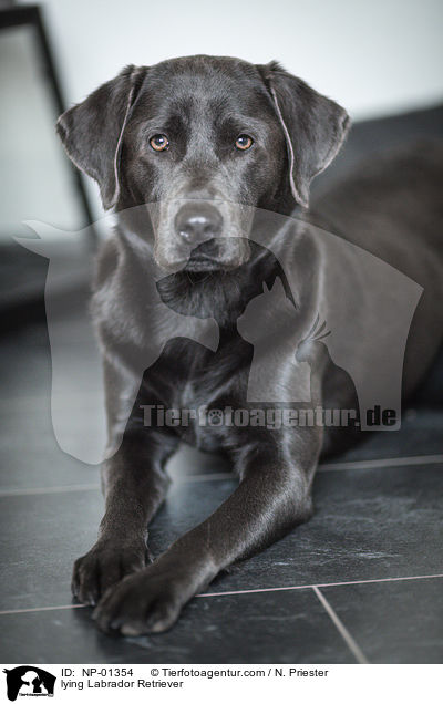 liegender Labrador Retriever / lying Labrador Retriever / NP-01354