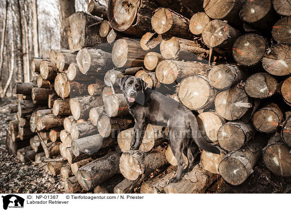 Labrador Retriever / NP-01387