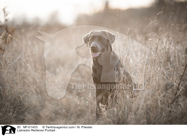 Labrador Retriever Portrait / NP-01403