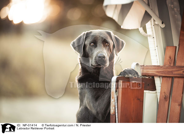 Labrador Retriever Portrait / NP-01414