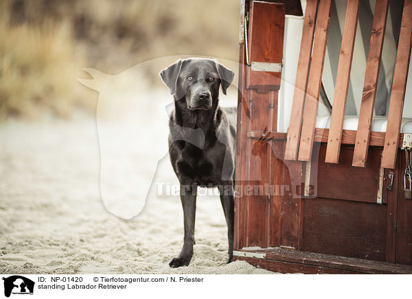 standing Labrador Retriever / NP-01420