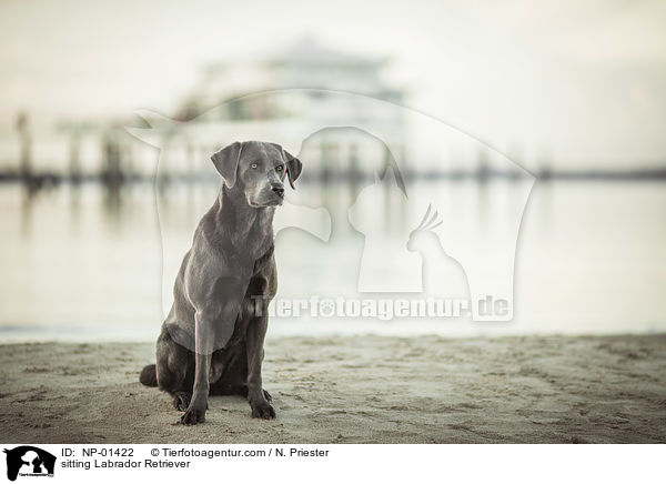 sitting Labrador Retriever / NP-01422