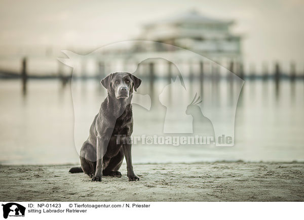 sitting Labrador Retriever / NP-01423