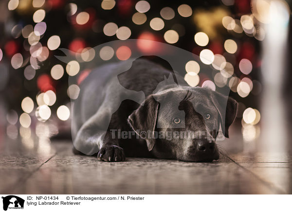 liegender Labrador Retriever / lying Labrador Retriever / NP-01434