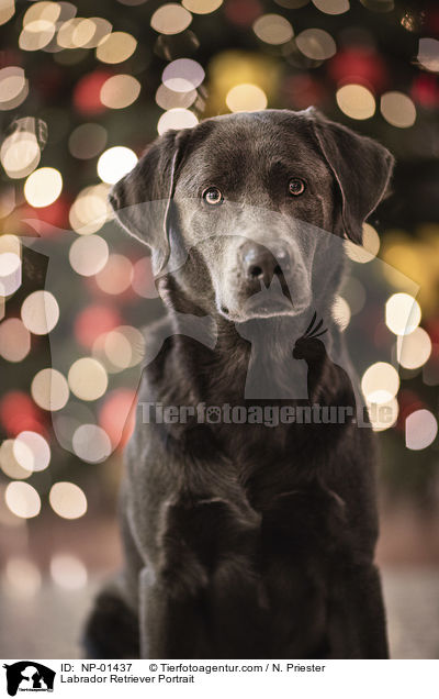 Labrador Retriever Portrait / NP-01437