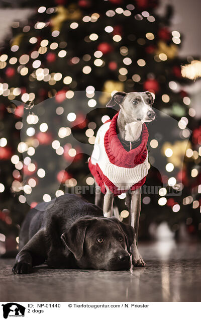 2 Hunde / 2 dogs / NP-01440