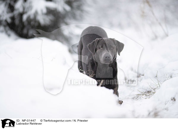Labrador Retriever / NP-01447