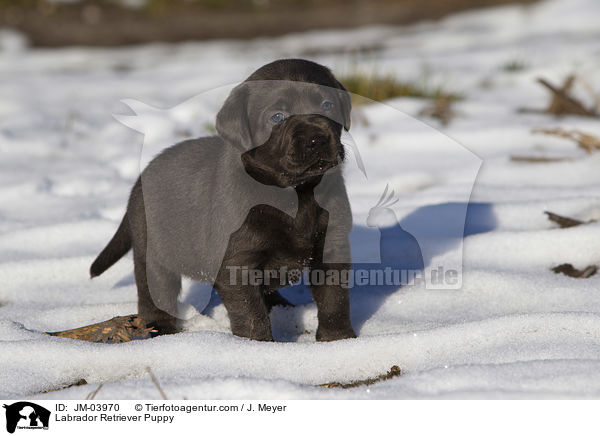 Labrador Retriever Puppy / JM-03970