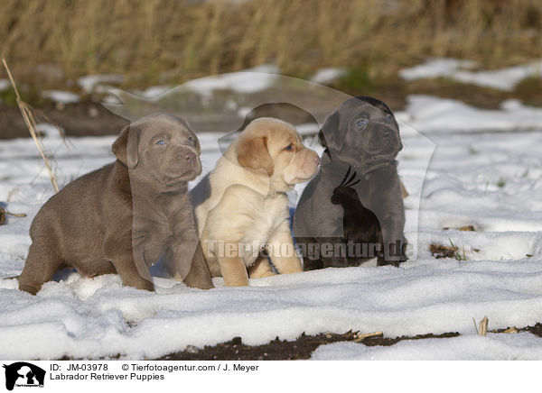 Labrador Retriever Puppies / JM-03978