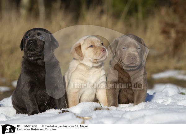 Labrador Retriever Puppies / JM-03980