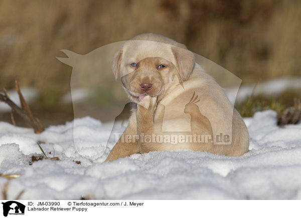 Labrador Retriever Puppy / JM-03990