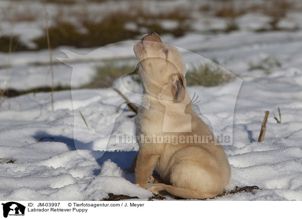 Labrador Retriever Puppy / JM-03997