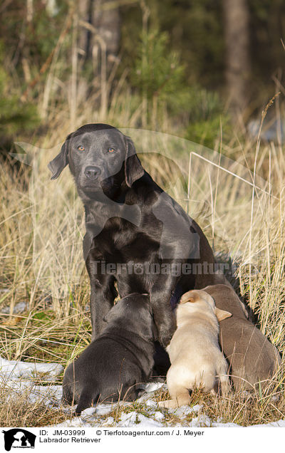 Labrador Retriever / JM-03999