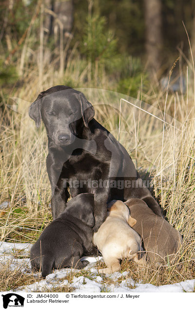 Labrador Retriever / JM-04000