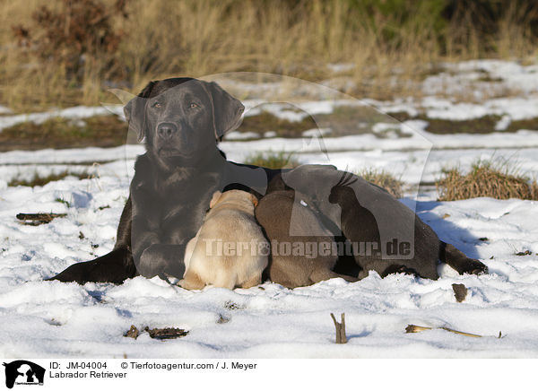 Labrador Retriever / JM-04004