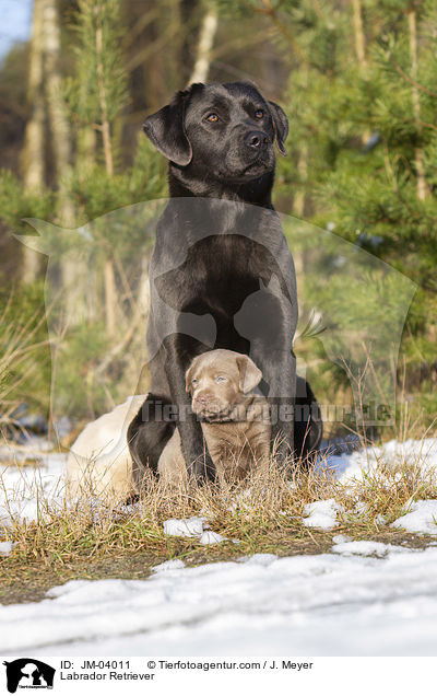 Labrador Retriever / JM-04011