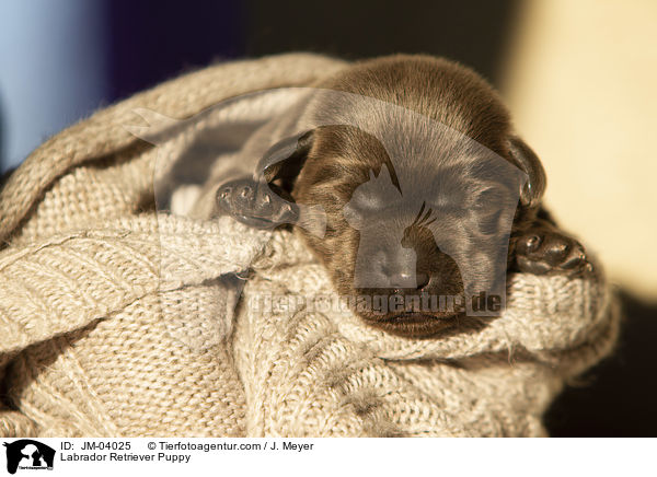 Labrador Retriever Puppy / JM-04025