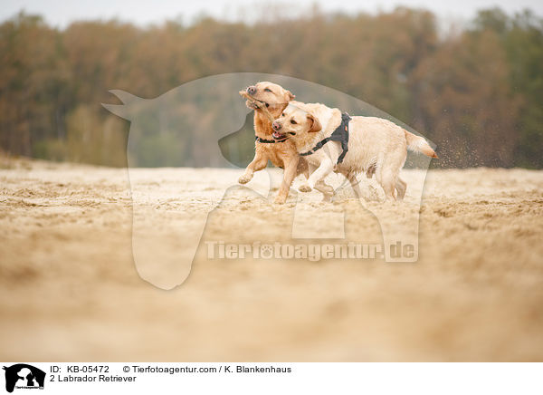 2 Labrador Retriever / KB-05472