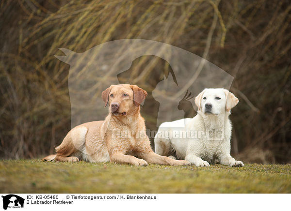 2 Labrador Retriever / KB-05480