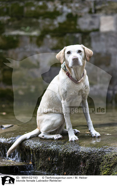 blonde Labrador Retriever Hndin / blonde female Labrador Retriever / MAH-02193